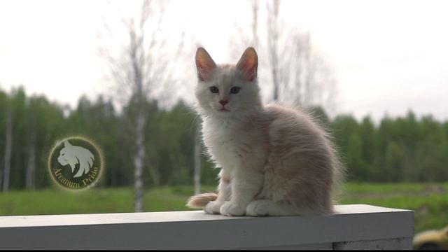 Julius Caesar смотреть онлайн