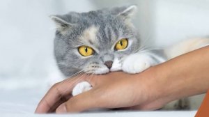 Почему кошка кусается, когда её гладишь