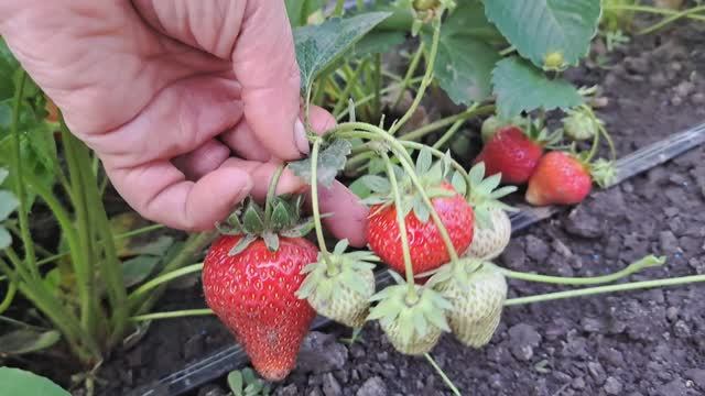 Вот и лето! Первая ягода! Обзор! 31.05.2025 г. смотреть онлайн