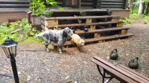 Лиса-Алиса. Лиса готова делиться запасами