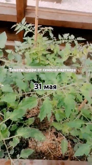 Томаты черри. #томаты #черри #огород #теплица #томатыче? смотреть онлайн