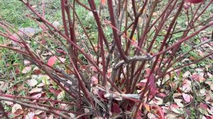 Как правильно обрезать голубику. УВЕЛИЧИВАЕМ УРОЖАЙ. #