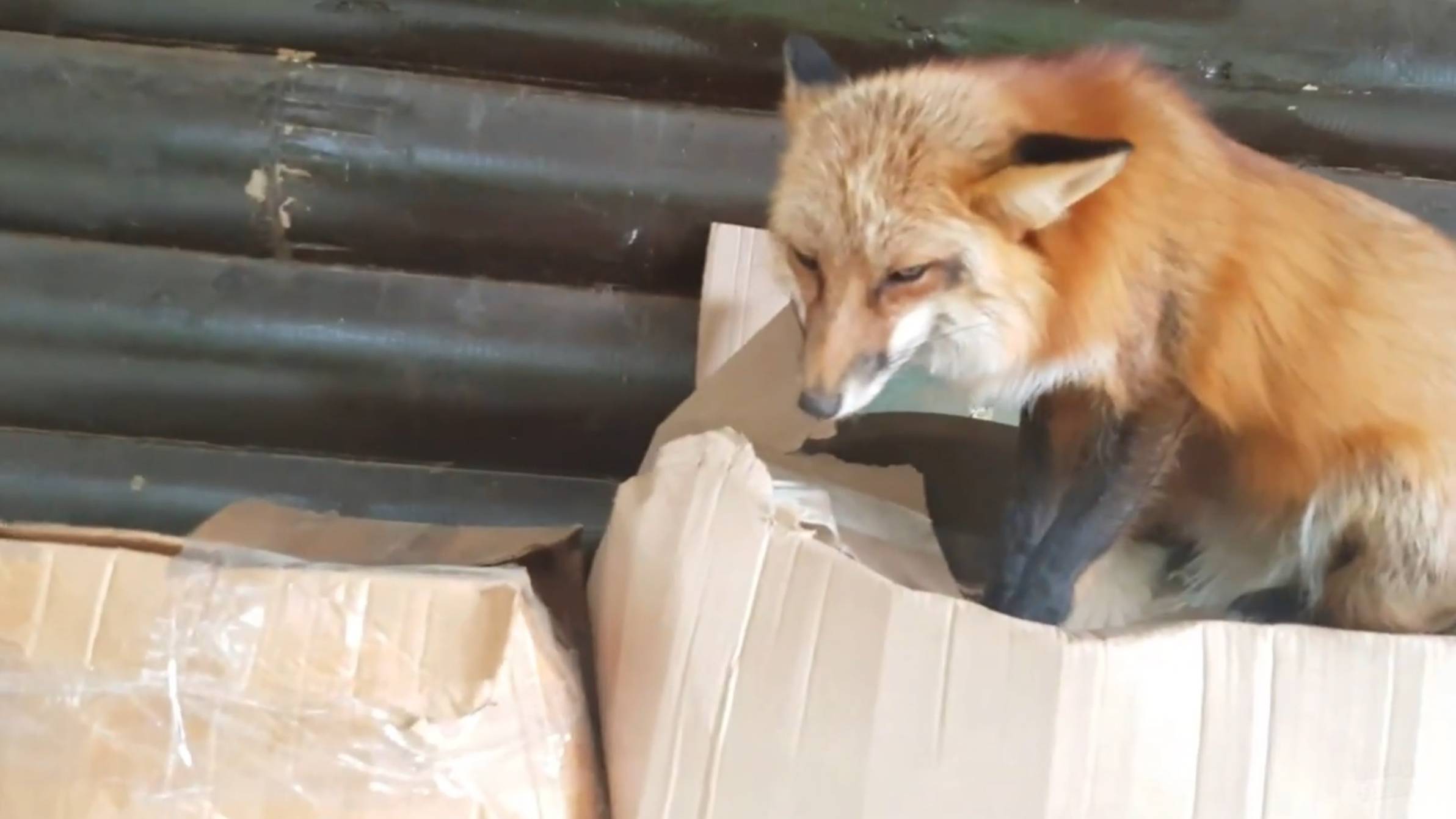 Лиса-Алиса. Лиса зашла в гости к соседским собакам смотреть онлайн