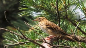 Пение птиц. Конек лесной