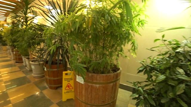 выставки Царицына