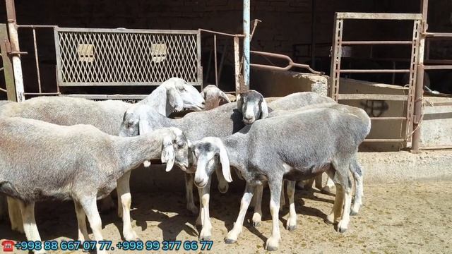 КУ́К КУ́ЙЛАР КУ́М КУ́К КУ́ЙЛАР ХАММАСИ ХИСОРИ КУ́ЙЛАР