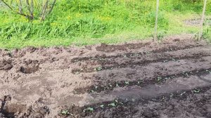 Посадила свеклу ,игрушечная коса .