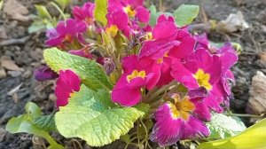 Весенние заставки PD (2025)