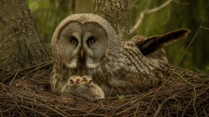 Как флиртуют зубры и когда совы начинают летать? Май в мире диких животных | Все как у людей