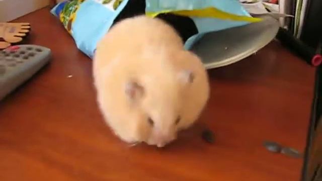 Десперо - фотомодель смотреть онлайн