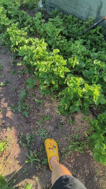 Налив ягод - клубника Азия чемпион 😁 смотреть онлайн