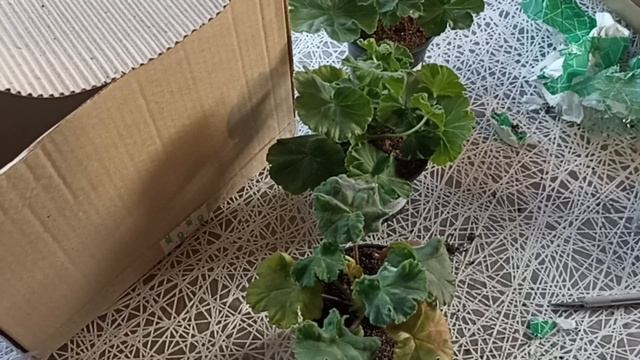 ПРИЕХАЛИ ПЕЛАРГОНИИ ОТ ТАТЬЯНЫ БОКОВОЙ + ПОДАРОК // КОЛ смотреть онлайн