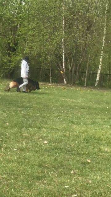 3 Оч/хор Shabardhof ILHAN BRUNO +0+ №43. КЧК САНКТ-ПЕТЕРБУРГ 17 мая`25 Г.Гринько Моно нем.овч.