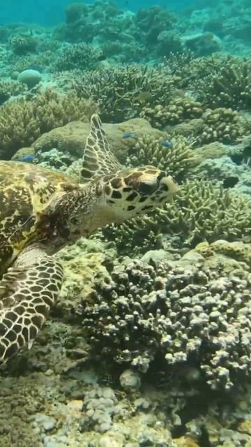 Черепахи на Гили смотреть онлайн