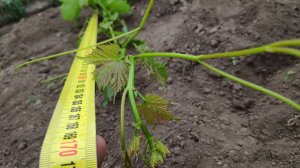 Как увеличить урожай на следующий год, уход и формировка плодовых стрелок