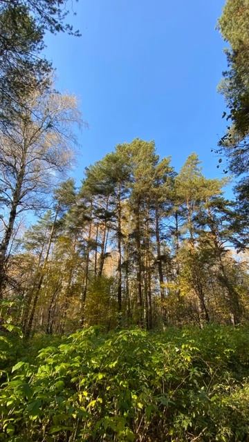 Осенние краски Сибири смотреть онлайн