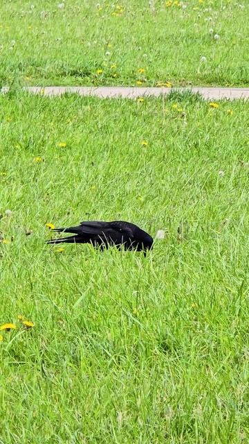 Грач с белым пером. Новая встреча