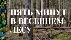 21 / Минута / Весенний лес / Начало мая / Тверская область