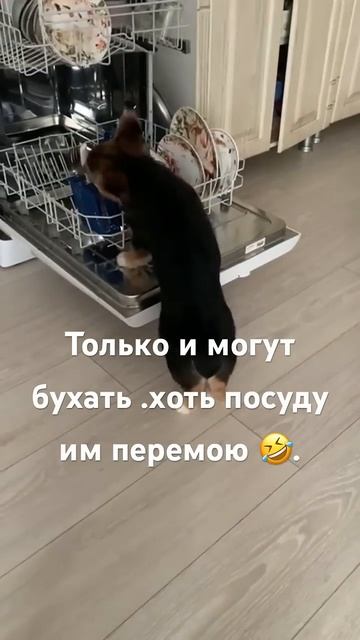 #юмор #тренд #собака #смех #прикол смотреть онлайн