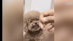 Просто смешно