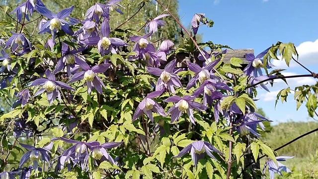 Цветущий княжик по дороге со станции на даче. смотреть онлайн