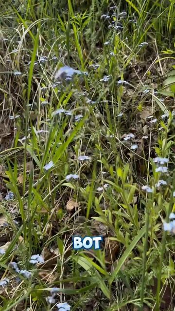 Незабудки смотреть онлайн