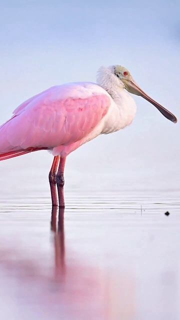 Розовая колпица смотреть онлайн