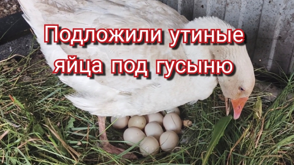 Подкладываем утиные яйца под гусыню. смотреть онлайн