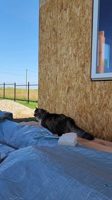 кот - нашальнике смотреть онлайн