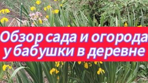 Обзор сада и огорода 30 мая 2025 года