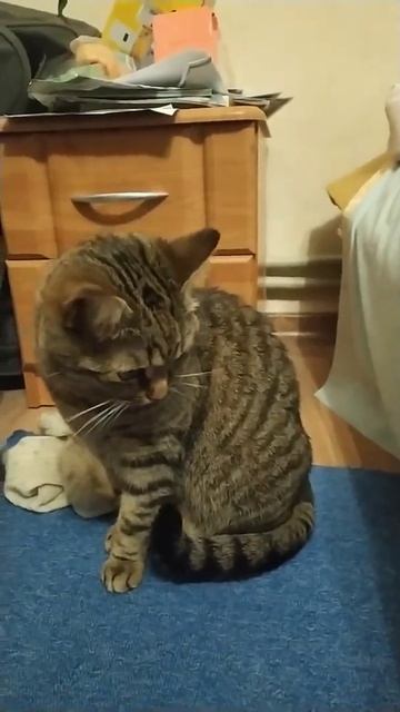 кошка услышала что дома есть шоколадки смотреть онлайн