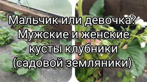 Мальчик или девочка? Мужские и женские кусты клубники (садовой земляники)