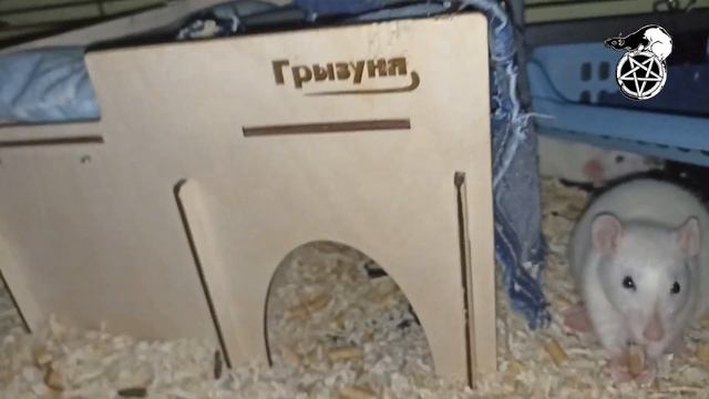Крысаки, сентябрь 2023: прибытие мелких смотреть онлайн