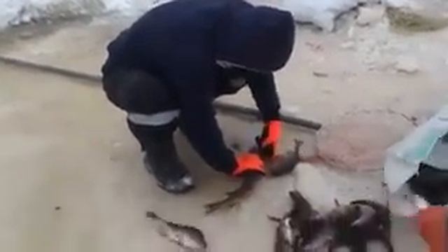 КРУПНЫЙ ОКУНЬ ЗИМОЙ! Вот это прикол! Рекордная рыбалка на снасть убийца ( ОКУНЯ)