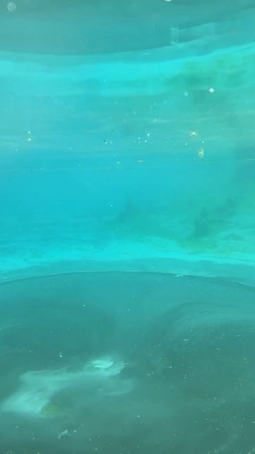 Внутри гейзерного озера. Республика Алтай. смотреть онлайн