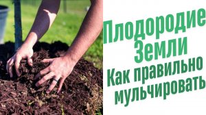 Как правильно мульчировать почву.