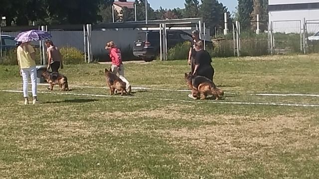 РАБОЧИЙ СУКИ ДШ / КЧК КРАСНОДАР 24 мая`25 Н.Морева Моно немецких овчарок