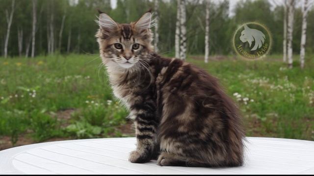 Iskander смотреть онлайн