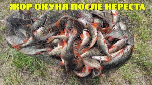 Бешеный клёв окуня после нереста!