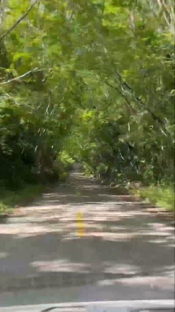 Калакмуль. Дорога в Мексике смотреть онлайн