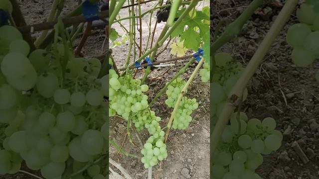 Виноград_Белая роза селекции Калугина В.М.