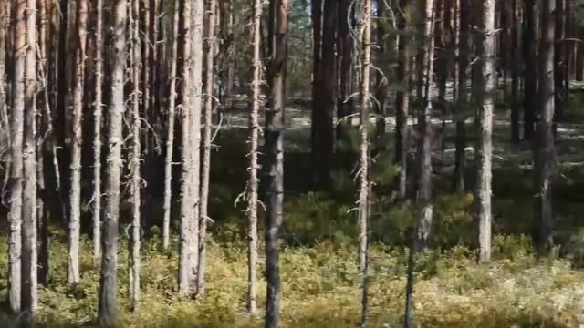 Путешествие на Север - 2014. Вологда, Тотьма, Великий Устюг, Ягры, Архангельск, Кенозеро смотреть онлайн