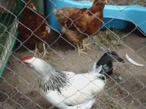 Куры Несушки Хайсекс и Ломан Браун