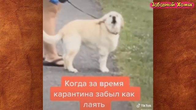 СМЕШНЫЕ ЖИВОТНЫЕ 2021 / ПРИКОЛЫ КОТЫ СОБАКИ, ЛУЧШИЕ ПРИКОЛЫ с Кошками и Собаками Funny Cats смотреть онлайн