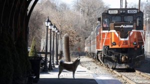 Хатико(Hachiko)...самый верный друг