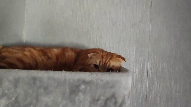 три любимуши💗💗💗 смотреть онлайн