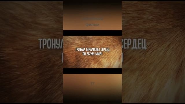 Мой Хатико смотреть онлайн