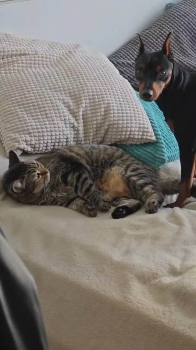 Кошка и Джефф