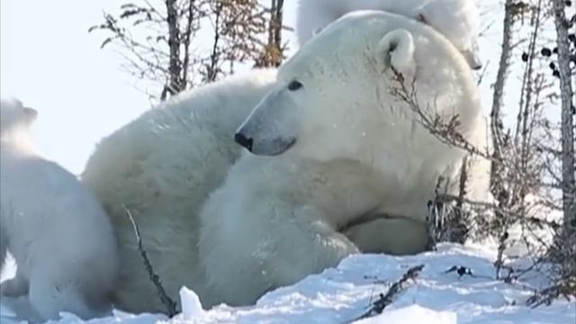 Удивительные животные нашей планеты смотреть онлайн