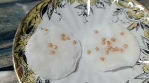 🌶Проращивание и посев семян перца🌶🌶Рассада на подоконнике🌶Начало посевной🌶